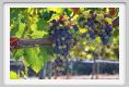 tenuta_di_arceno602
