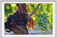 tenuta_di_arceno604