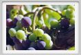 tenuta_di_arceno606