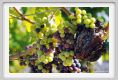 tenuta_di_arceno607