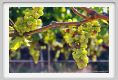 tenuta_di_arceno608