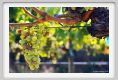 tenuta_di_arceno609