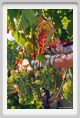 tenuta_di_arceno549