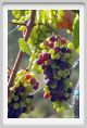 tenuta_di_arceno614