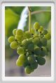 tenuta_di_arceno616