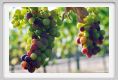 tenuta_di_arceno619