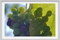 tenuta_di_arceno620