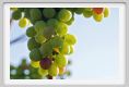 tenuta_di_arceno621