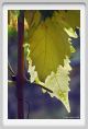 tenuta_di_arceno622