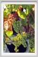 tenuta_di_arceno550