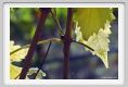 tenuta_di_arceno623