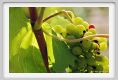 tenuta_di_arceno624