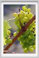tenuta_di_arceno625