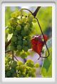 tenuta_di_arceno626
