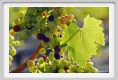 tenuta_di_arceno627