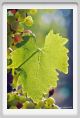 tenuta_di_arceno628