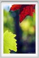 tenuta_di_arceno629