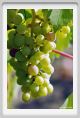 tenuta_di_arceno630