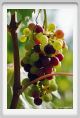 tenuta_di_arceno631