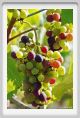 tenuta_di_arceno632