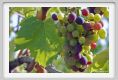 tenuta_di_arceno633