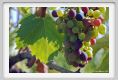 tenuta_di_arceno634