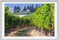 tenuta_di_arceno635