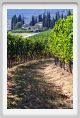 tenuta_di_arceno636