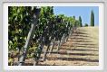 tenuta_di_arceno637