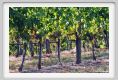 tenuta_di_arceno638