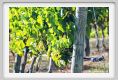 tenuta_di_arceno639
