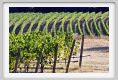 tenuta_di_arceno642