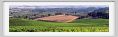 tenuta_di_arceno644