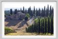tenuta_di_arceno646