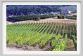 tenuta_di_arceno648