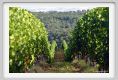 tenuta_di_arceno650