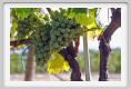 tenuta_di_arceno651