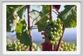 tenuta_di_arceno652