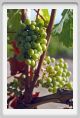 tenuta_di_arceno653