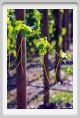 tenuta_di_arceno655