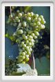 tenuta_di_arceno656