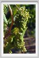 tenuta_di_arceno657