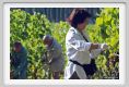 tenuta_di_arceno558