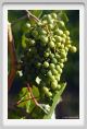 tenuta_di_arceno658