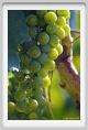 tenuta_di_arceno659
