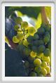 tenuta_di_arceno660