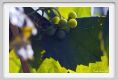 tenuta_di_arceno661