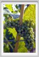 tenuta_di_arceno662