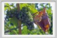 tenuta_di_arceno663