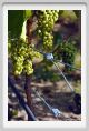tenuta_di_arceno664